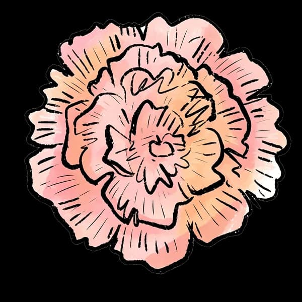 Carnation bouquet