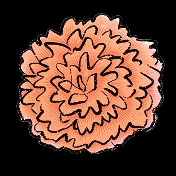 Dahlia bouquet