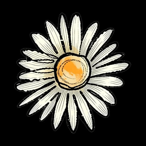 Daisy bouquet